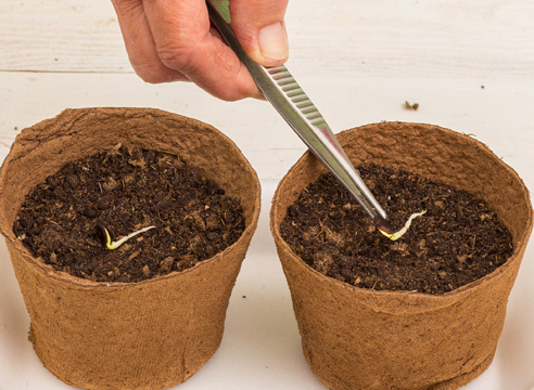 Как прорастить семена арбуза правильно и что делать дальше с готовым посадочным материалом